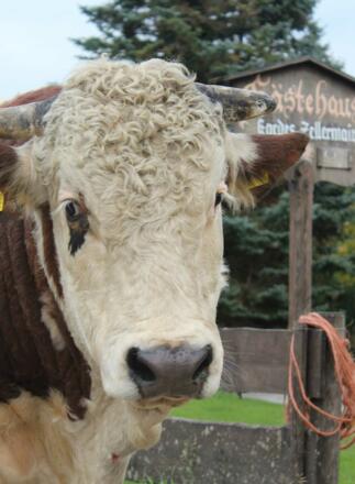 Unser Willi heißt Sie herzlich willkommen!