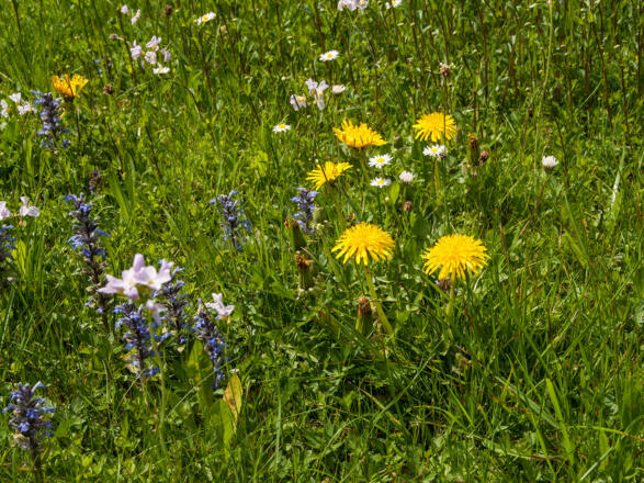 Ferienwohnung Haus Pletscherer sonnig und ruhig gelegen mit freiem Bergblick