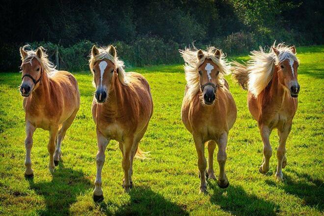 Haflinger Herde