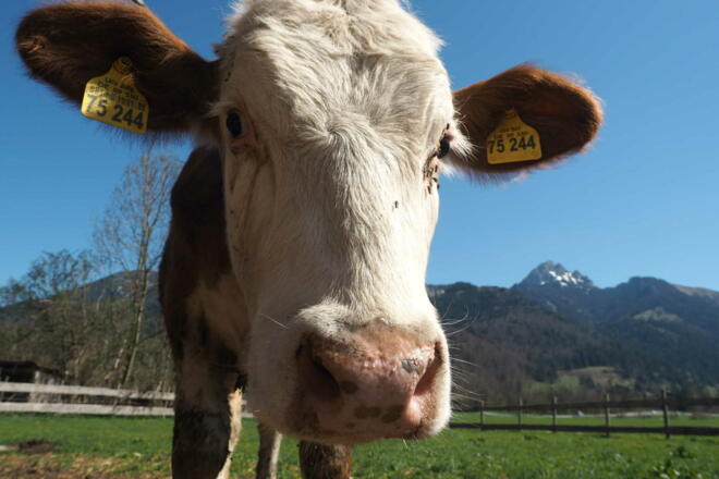 Unsere Kühe