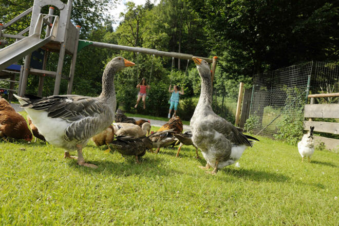 Ein Kinderspielplatz zum toben und spielen steht zur Verfügung