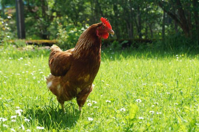 Huhn Ferienhof Eberle