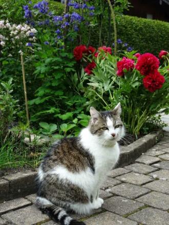 Sophie, Nachbars Katze