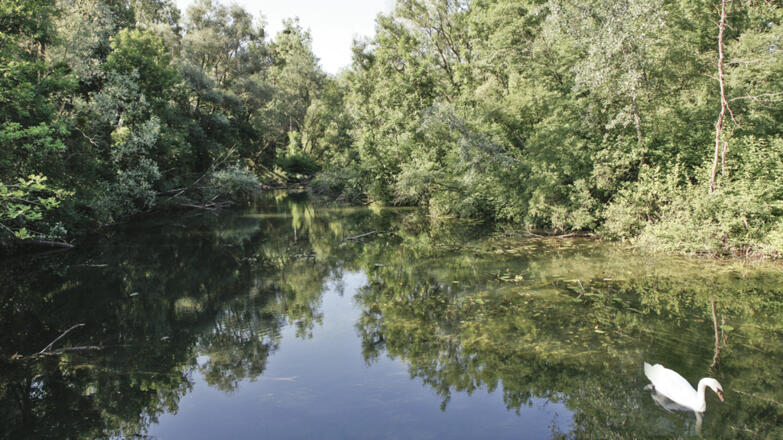 Traun-Donau-Auen_Im-Bereich-des-Miterwasser-Traun-Donau-Auen-mit-Schwan_c-Reibnegger-Thomas_web