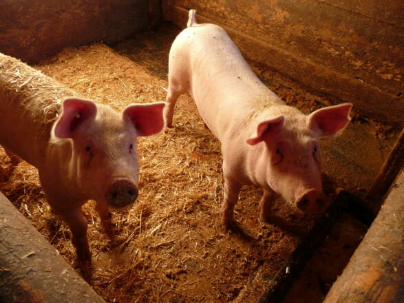 unsere Schweine