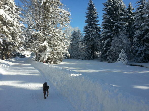 Spaziergang in den Weißachauen