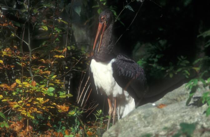 Schwarzstorch im Rannatal