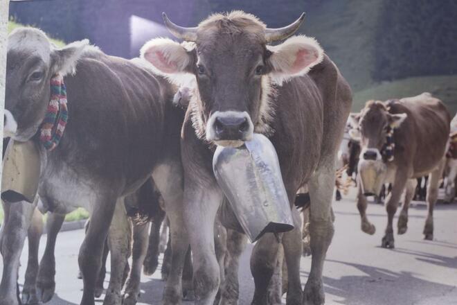 Viehscheid im Allgäu