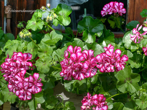Ferienwohnungen Steixner Tegernsee
