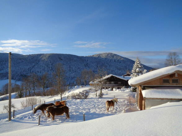 Unsere Pferde am Ferienhof Stipfing