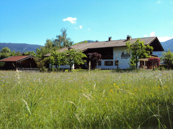 Unsere Blumenwiese im Mai/Juni