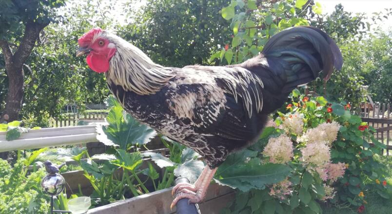 BIO Eier von unseren glücklichen Hühnern