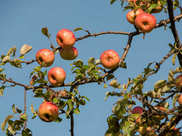 Ferienwohnungen Festlhof in Rottach-Egern am Tegernsee