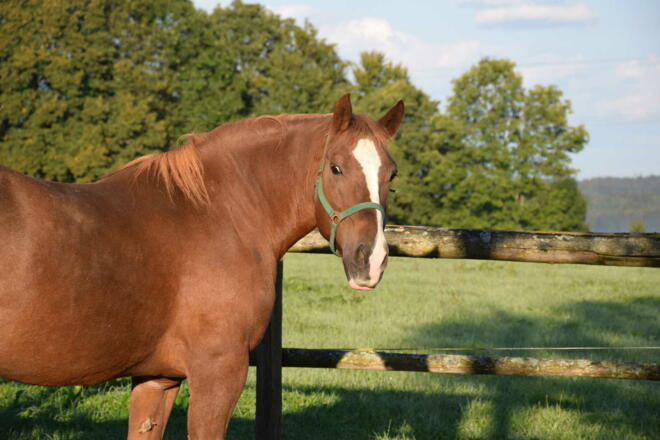unser Kaltblutpferd Fuchs