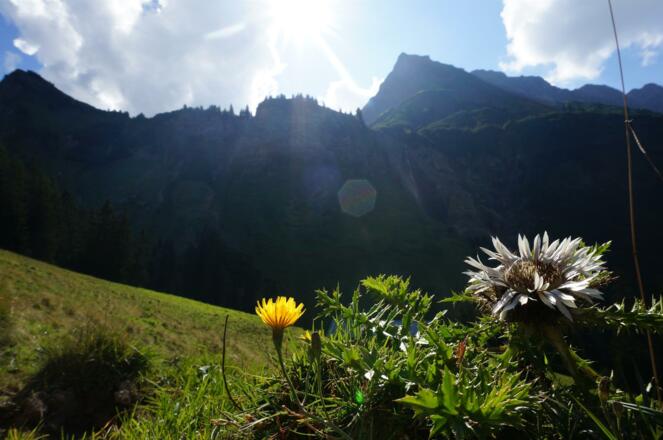 Sommer in den Bergen