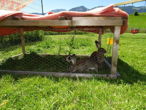 Hasen u. Meerschweinchen im Freigehege