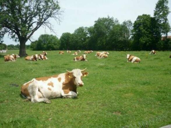 Unsere Kühe auf der Weide