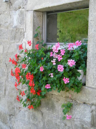 Blumenfenster