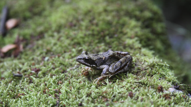 Pesenbachtal_Oberoesterreich-Tourismus-GmbH_Martin-Fickert (2)_web