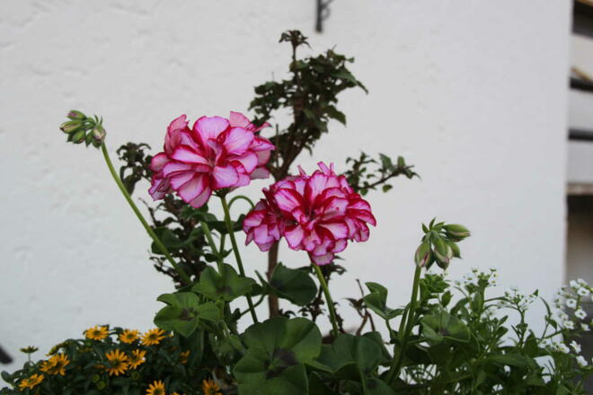 Viele schöne Blumen zieren unser Haus.