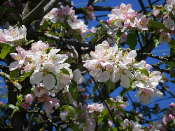 Ferienhaus Enke Garten Apfelblüte