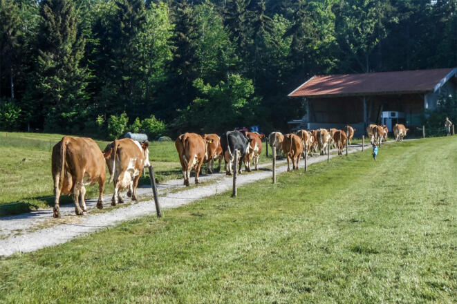 Kuhaustrieb im Sommer
