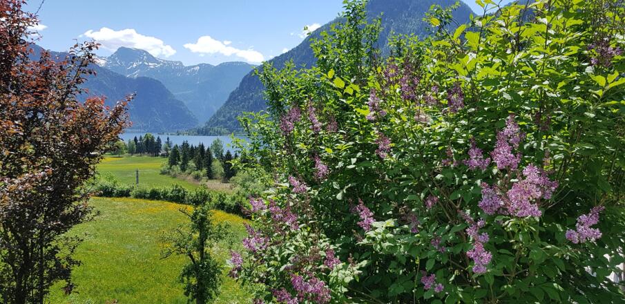 wenn der Flieder blüht