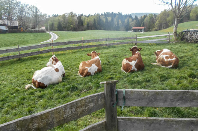 unsere Kälber beim Faulenzen