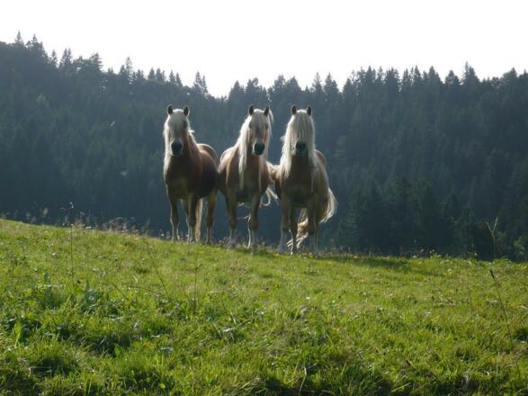 Pferde des Landhauses