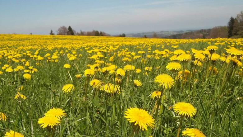 Blick Richtung Chiemsee