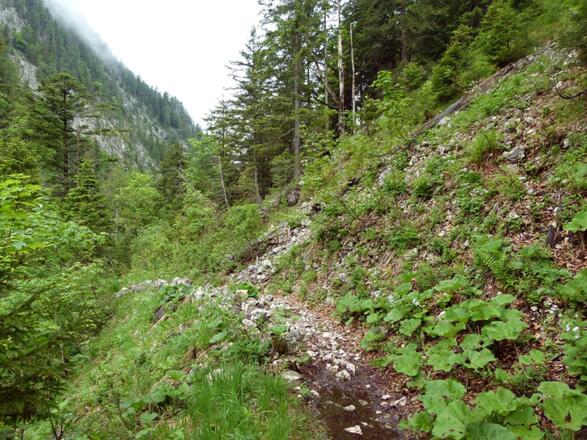 Wegstrecke am Steyrsteg © Nationalpark Kalkalpen