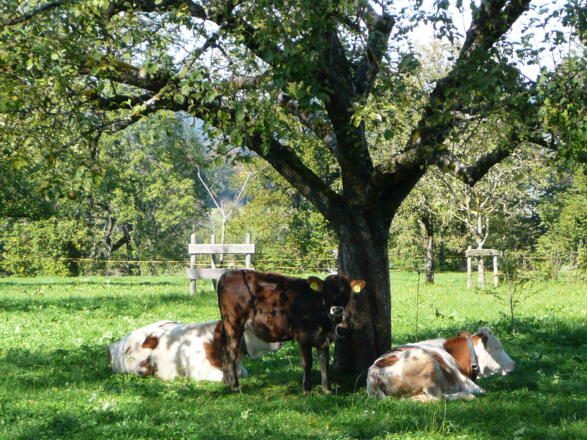 unsere Kälbchen auf der Weide