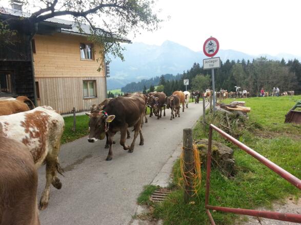 Viehscheid im September