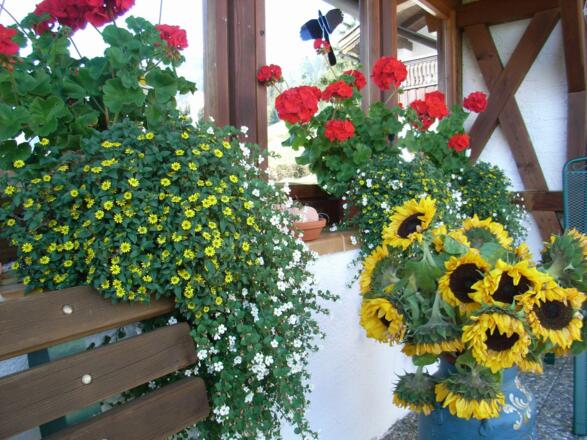 Blumen auf der Terrasse