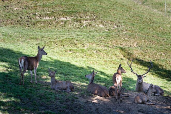 Unser Hirsch &quot;Oskar&quot; mit seinen Mädels