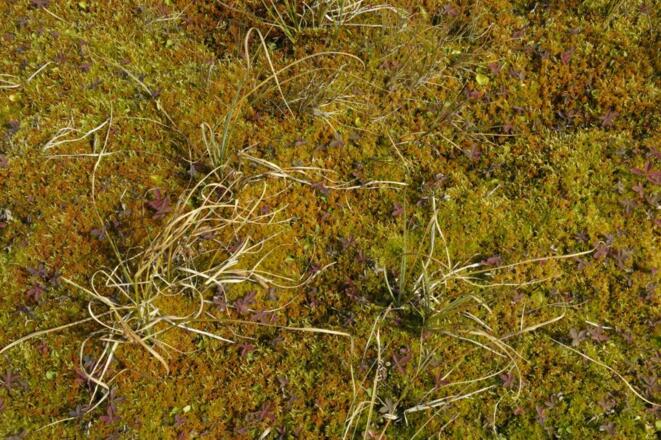 Torfgebiet am Gaisbühel