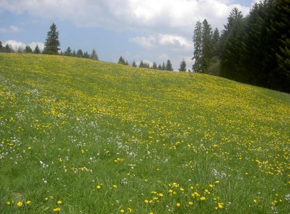Löwenzahnfrühling , die Natur erwacht und