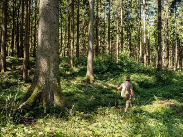 Waldschule Almtal Waldwanderung