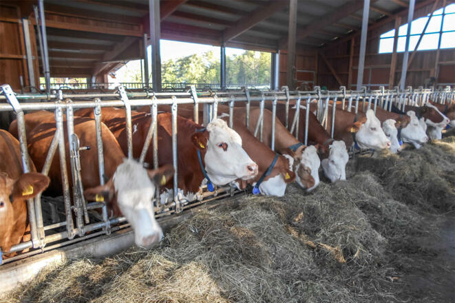 unsere Kühe im Laufstall