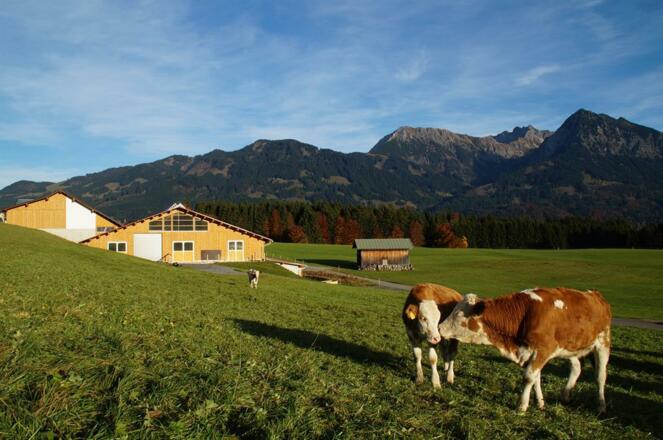 Die Kühe dürfen frisches Gras fressen