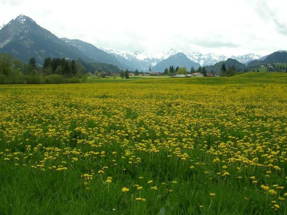 Fruehling im Allgäu