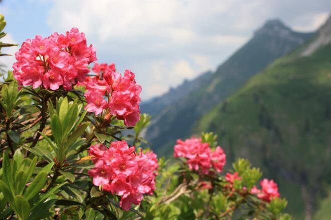 Alpenrosenblüte am Wegesrand