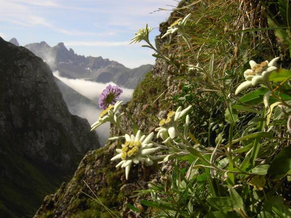 Das Edelweiß in den Allgäuer Alpen