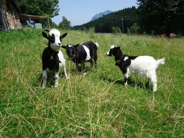 Haus Wiesenhof - unsere Neuen Freddy, Anne + Resi