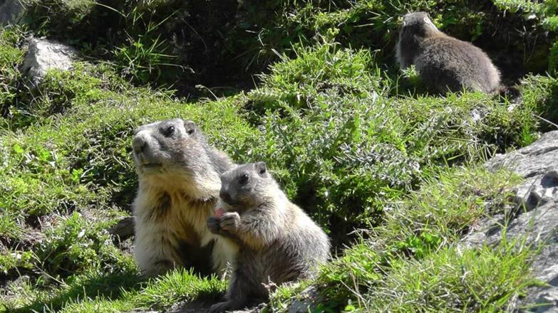 Murmeltiere am Nebelhorn