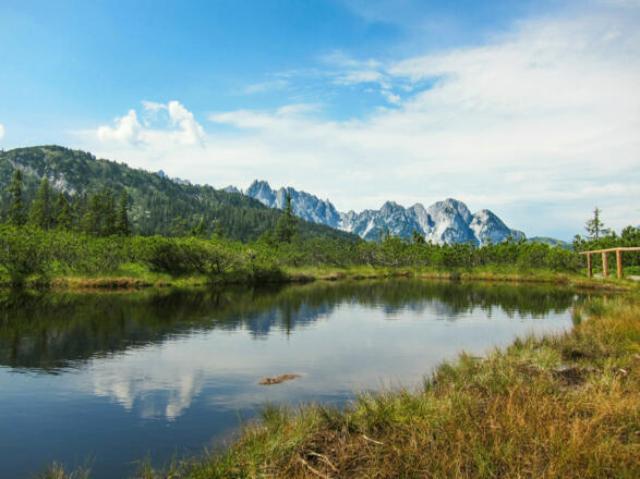 Löckermoos in Gosau am Dachstein