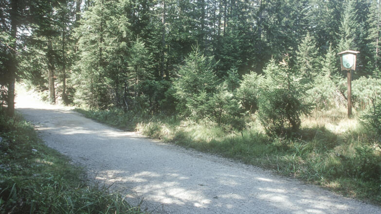 Atzmoos_Forststraße