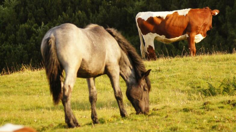 Loseggalm Weidetiere Pferd und Kuh