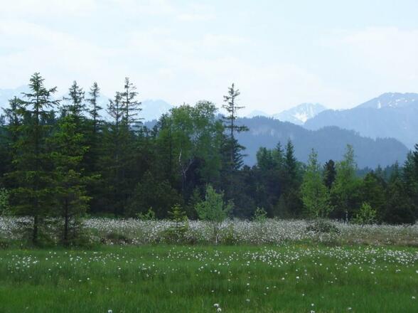 das Tiefenberger Moor