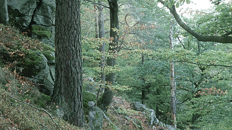 Predigtstuhl_Blick-in-die-Hang-und-Schluchtwaldbereiche-mit-Buchen-und-eingestreuten-Felsen_c-Limberger-Josef_web